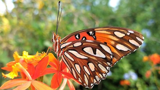 Attracting Florida's Longwing Butterflies