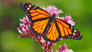 Attract Monarch Butterflies to your Garden