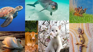7 animales que te ayudarán a estar más centrado